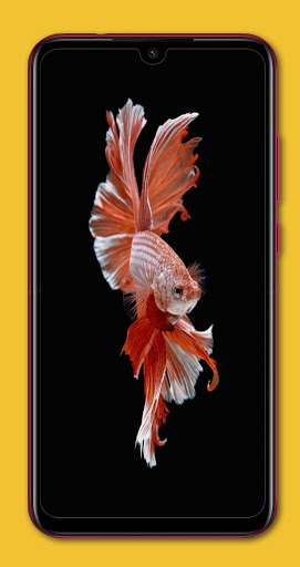 อัปเดต เกิน 102 wallpaper beautiful fishก ดแดง ดีที่สุด 